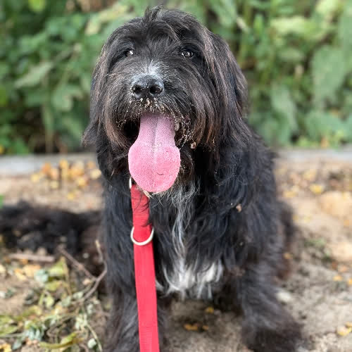 Psy ze schroniska do adopcji Watson