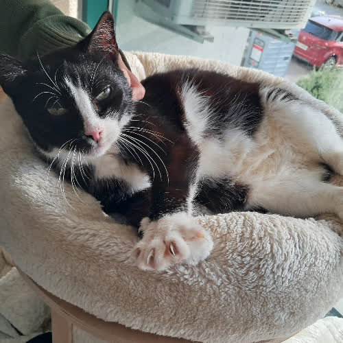 Koty ze schroniska do adopcji Kurka