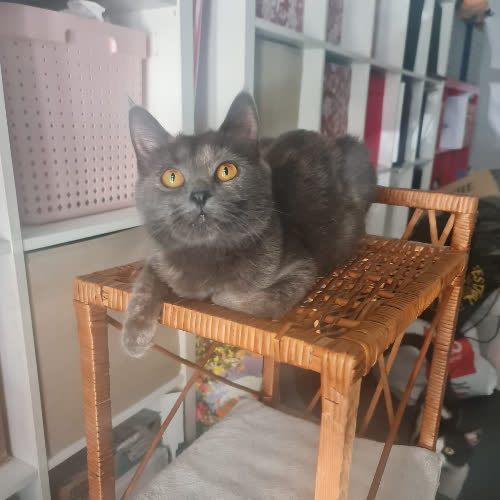 Masza