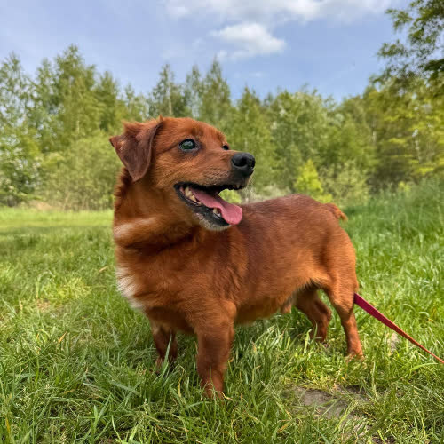 Psy ze schroniska do adopcji KRECIK