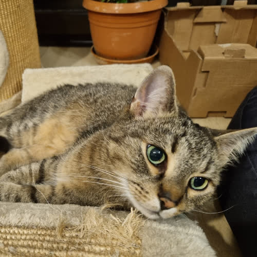 Koty ze schroniska do adopcji Kostek