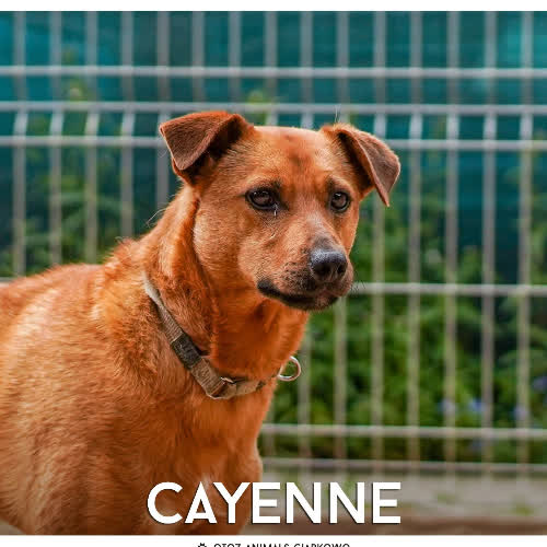 Cayenne