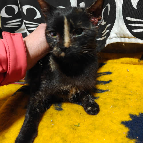 Koty ze schroniska do adopcji Kotka Szylkretowa 