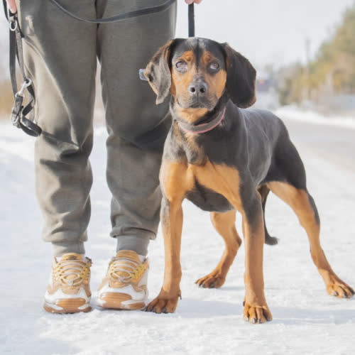 Psy ze schroniska do adopcji Wena