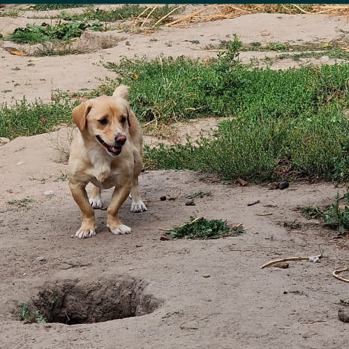 Psy ze schroniska do adopcji Martynka