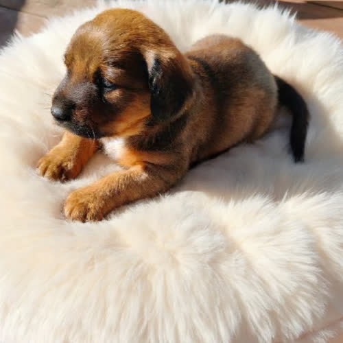 Psy ze schroniska do adopcji Chanel