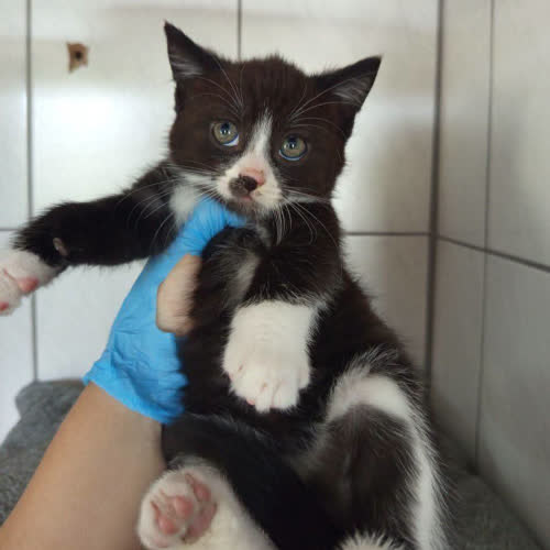 Koty ze schroniska do adopcji Ragazzo 