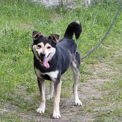 Psy ze schroniska do adopcji Rambo