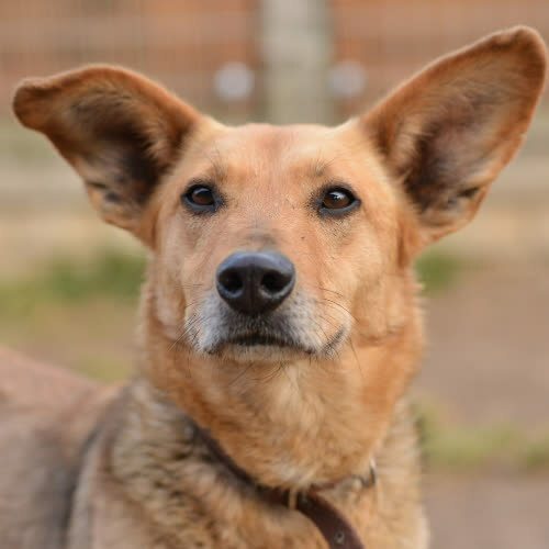 Psy ze schroniska do adopcji Simona