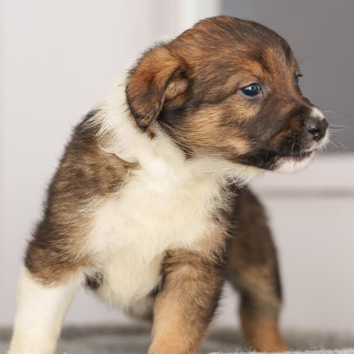 Psy ze schroniska do adopcji Szczeniak 1