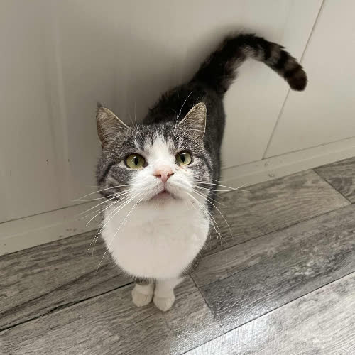 Koty ze schroniska do adopcji Lord Szaruś