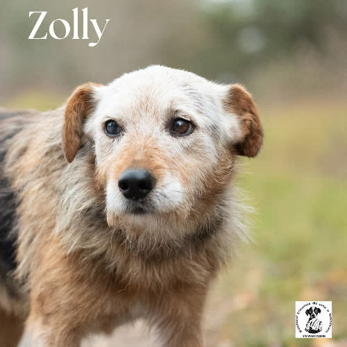 Psy ze schroniska do adopcji Zolly