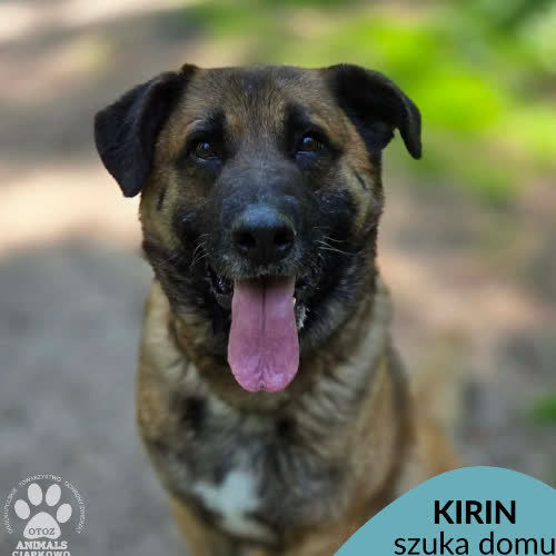Kirin