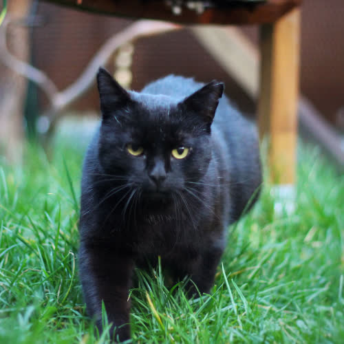 Koty ze schroniska do adopcji Walery