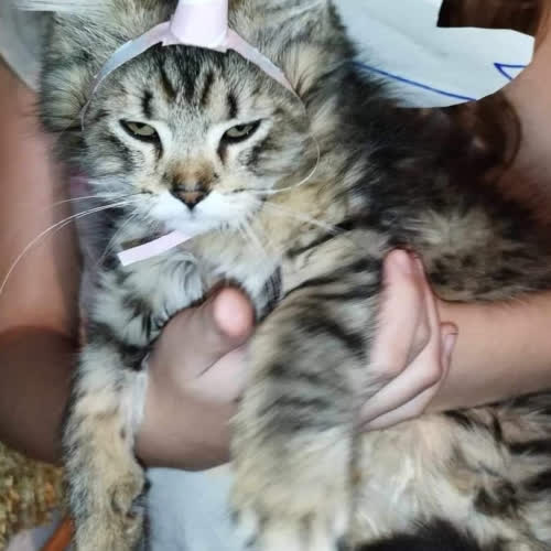 Kotka grzecznosciowo 