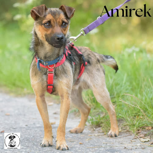 Amirek