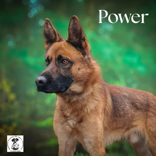 Psy ze schroniska do adopcji Power