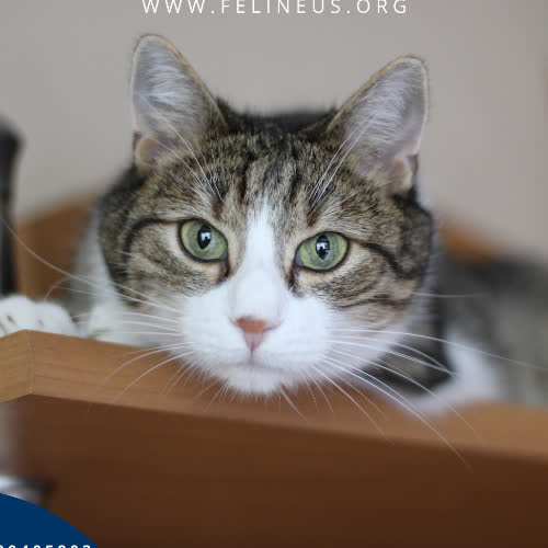 Koty ze schroniska do adopcji 