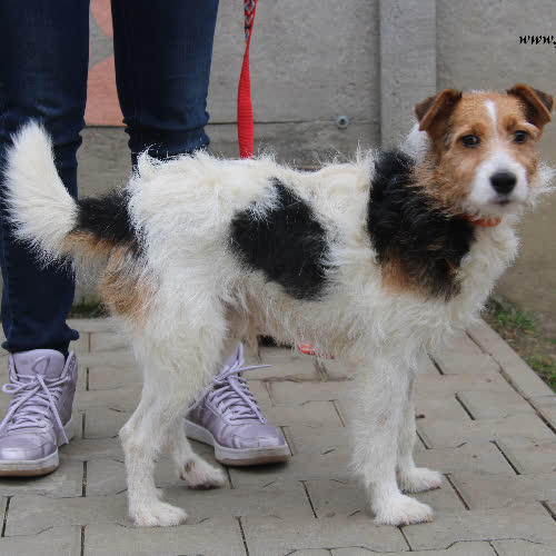 Majlo - poleca się do adopcji