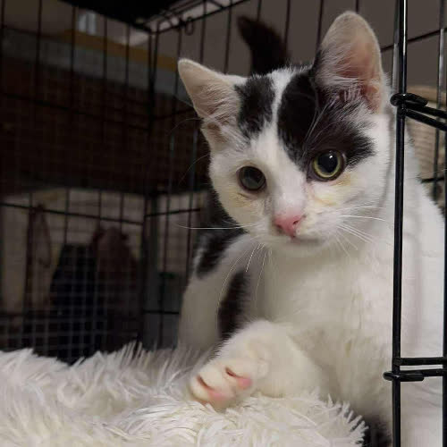 Koty ze schroniska do adopcji Ciumcium