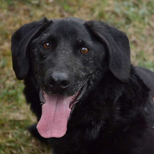 Psy ze schroniska do adopcji ROBI