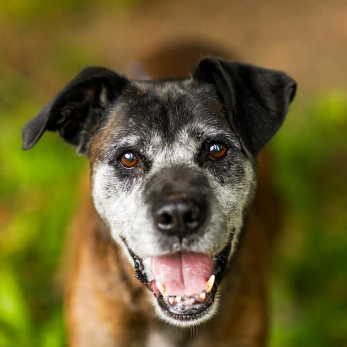 Psy ze schroniska do adopcji Uzo