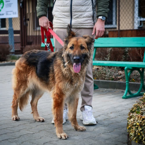 Psy ze schroniska do adopcji Sara 