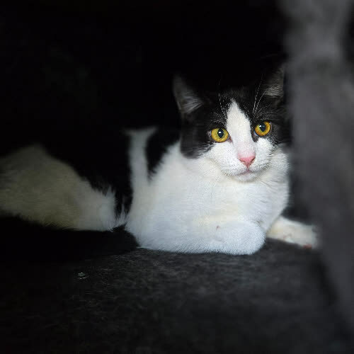 Koty ze schroniska do adopcji Franek