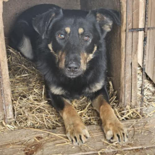 Psy ze schroniska do adopcji Wigor