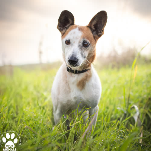 Psy ze schroniska do adopcji Miłka