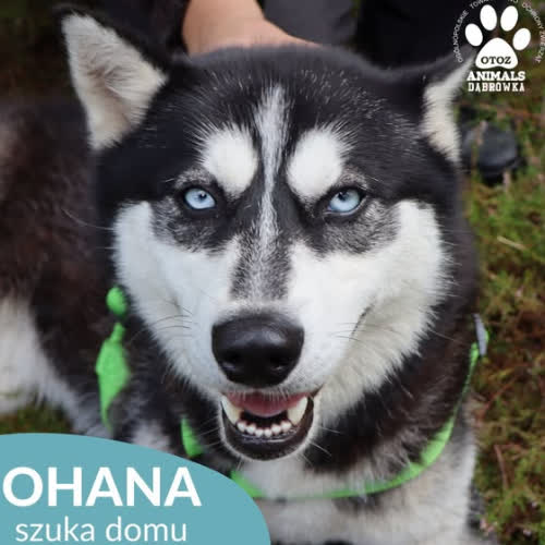 Psy ze schroniska do adopcji Ohana
