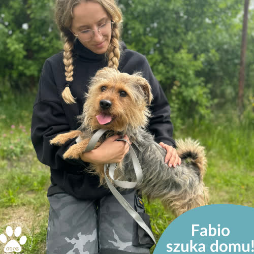 Psy ze schroniska do adopcji Fabio