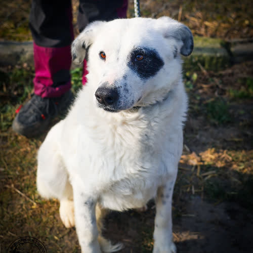 Psy ze schroniska do adopcji Lumi