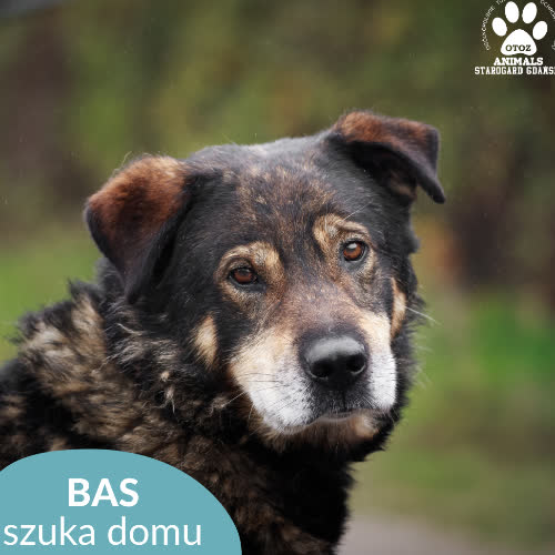 Psy ze schroniska do adopcji Bas