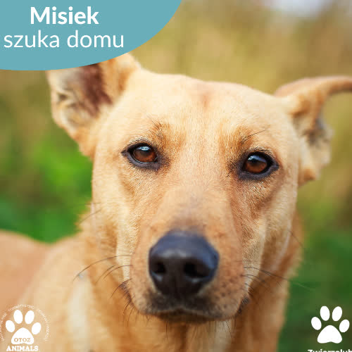 Psy ze schroniska do adopcji Misiek