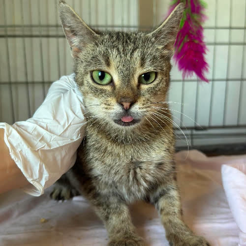 Koty ze schroniska do adopcji B57
