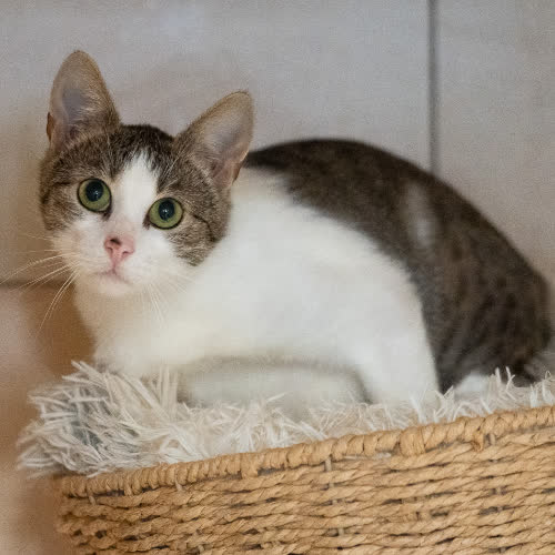 Koty ze schroniska do adopcji Kotka Klara