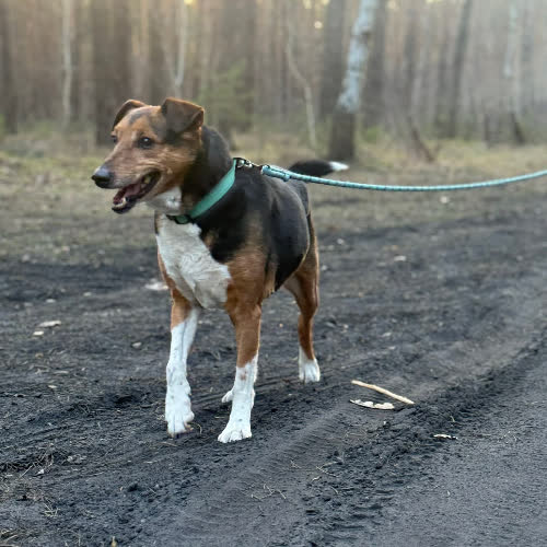 Psy ze schroniska do adopcji GRYFEK