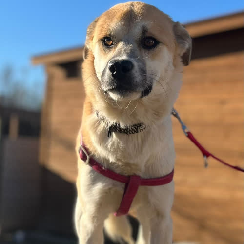 Psy ze schroniska do adopcji Foxy