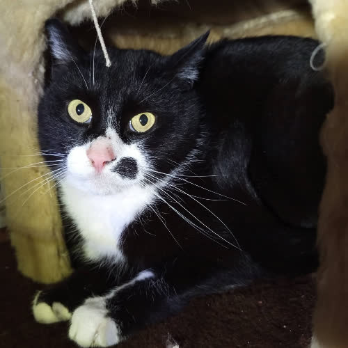 Koty ze schroniska do adopcji Tajson