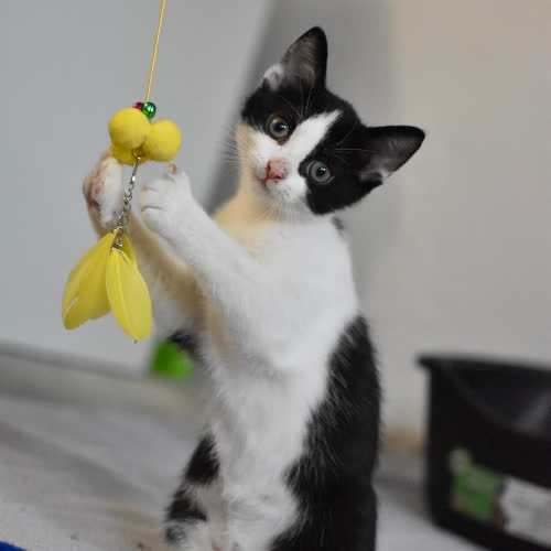 Koty ze schroniska do adopcji Jagódka