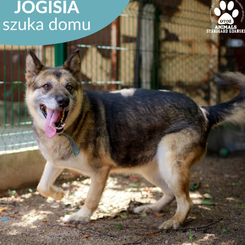 Psy ze schroniska do adopcji Jogisia