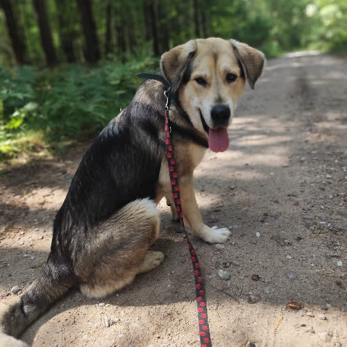 Psy ze schroniska do adopcji Krążek