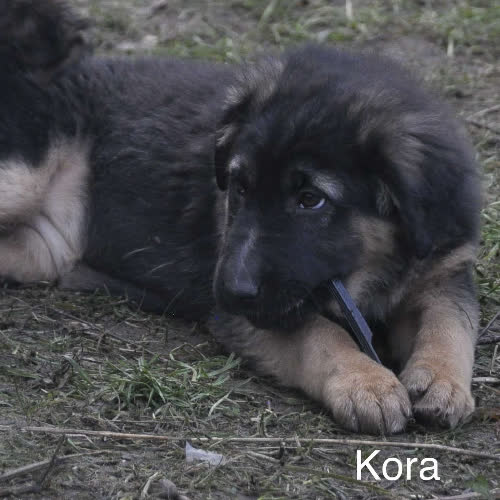 Kora