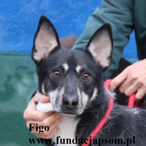 Psy ze schroniska do adopcji Figo