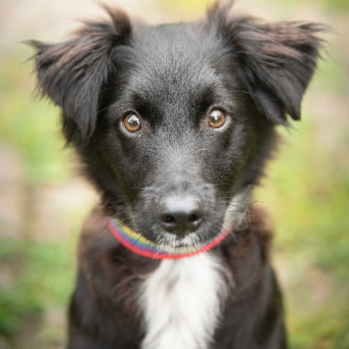 Psy ze schroniska do adopcji MISTER