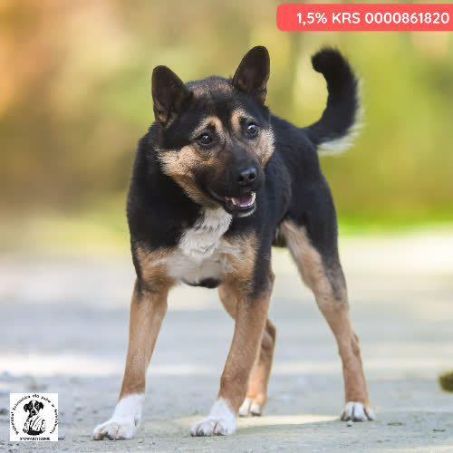 Psy ze schroniska do adopcji ARLO