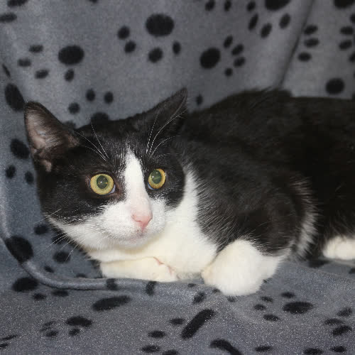Koty ze schroniska do adopcji Klakier