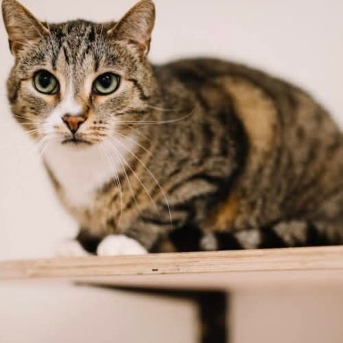 Koty ze schroniska do adopcji Noris