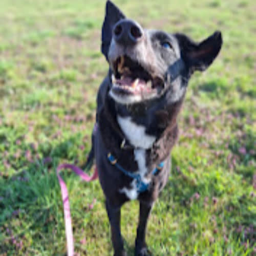 Psy ze schroniska do adopcji Tina